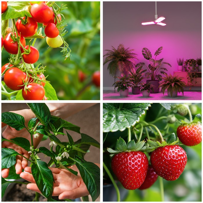 Kweeklamp van Kobi met hoge lumenoutput voor optimale groei van tomaten en aardbeien in binnenhuiskwekerijen
